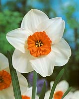 Narcissus Small Cupped Mariandel