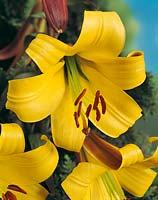 Lilium Trumpet Golden Splendour