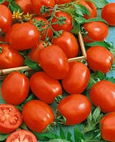Tomate / Lycopersicon esculentum Sultan