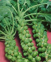 Sprossenkohl / Brassica oleracea var. gemmifera Hilds Ideal
