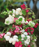 Symphoricarpos x doorenbosii White Hedge and Magic Berry