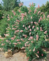 Aesculus californica Canyon Pink