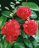 Camellia Oliver Honnor