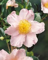 Camellia sasanqua Momozono-nishiki