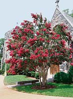 Lagerstroemia indica red