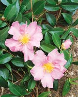 Camellia sasanqua Violet Weymouth