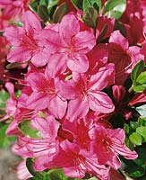 Rhododendron x kurume Purple Glitters