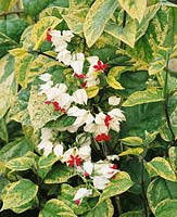 Clerodendrum thomsoniae  Speckled