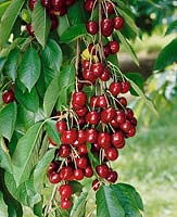 Kirsche / Prunus avium Bing