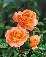 Rosa Rosemary Harkness ®