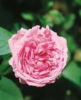 Rosa Queen Anne's Lace