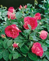 Rosa Roseraie de l'Hay Rose
