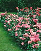 Rosa Bordure Rose