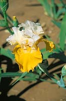 Iris x germanica Gold Frosting