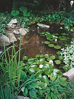 Wasserpflanzen Mischung / Teich
