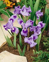 Iris pumila Blue Verona