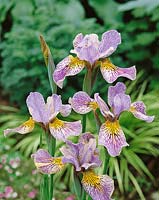 Iris sibirica Fortell