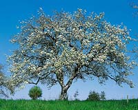 Frühling blühender Apfelbaum/Wiese/Stimmungsbild