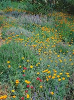 Blumenwiese mit Eschscholzia, Lavandula, Linum