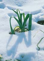 Winter / Gemüsepflanze im Schnee