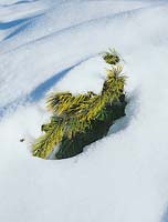 Winter / Zweig einer Konifere im Schnee