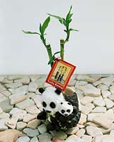 Dracaena sanderiana Lucky Bamboo Panda