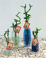 Dracaena sanderiana Lucky Bamboo in Clear Vase
