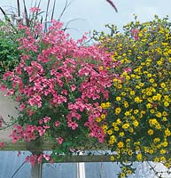 summerflowers mix / Diascia Flying Colors Antique Rose / Sanvitalia saligna Cuzko