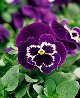 Viola Atlas Purple Smile
