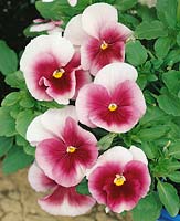 Viola-Wittrockiana-Hybriden Beacon Pink