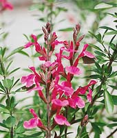 Salvia greggii Navajo Pink