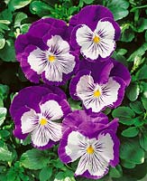 Viola-Wittrockiana-Hybriden Purple White Experimental