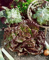 Kopfsalat / Lactuca sativa var. capitata Wunder der 4 Jahreszeiten