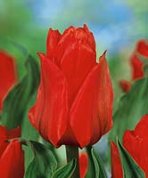 Tulipa greigii Dubbele Roodkapje