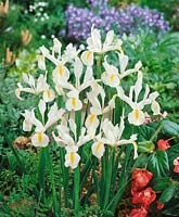 Iris x hollandica White Wedgewood