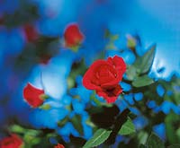 Rosenblüte rot auf blauem Hintergrund