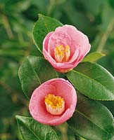 Camellia Hanafuki
