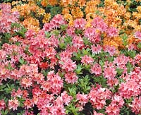 Rhododendron Jolie Madam