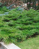 Juniperus cypressifolia