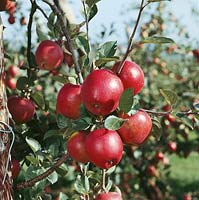 Apfel / Malus domestica Malling Kent