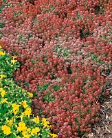 Lobularia maritima (Alyssum maritimum) red