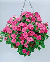 Impatiens walleriana pink in hanging basket