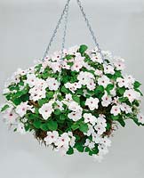 Impatiens walleriana white in hanging basket