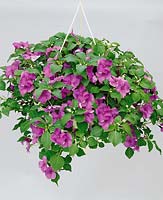 Impatiens walleriana violet in hanging basket