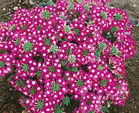 Verbena-Hybriden Novalis pink
