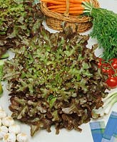Pflücksalat / Lactuca sativa var.crispa Red Salad Bowl