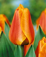 Tulipa Darwin Hybrid Apeldoorns Elite