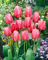 Tulipa Triumph Peerless Pink