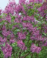 Syringa x hyacinthiflora Pocahontas