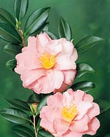 Camellia Shibori Egao